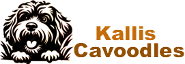 Cavoodles Rehoming – Cavoodle puppies for New Homes